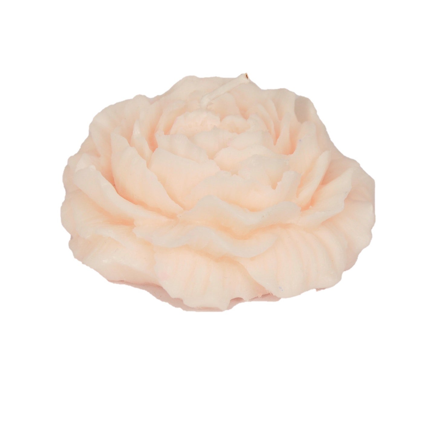 Opened Damask rose