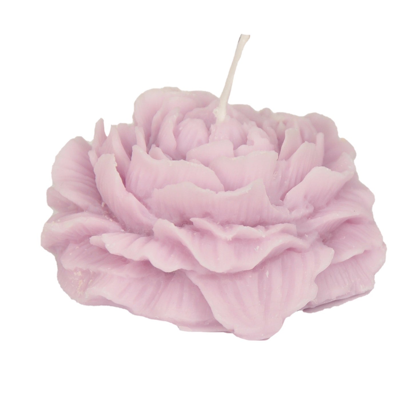 Opened Damask rose