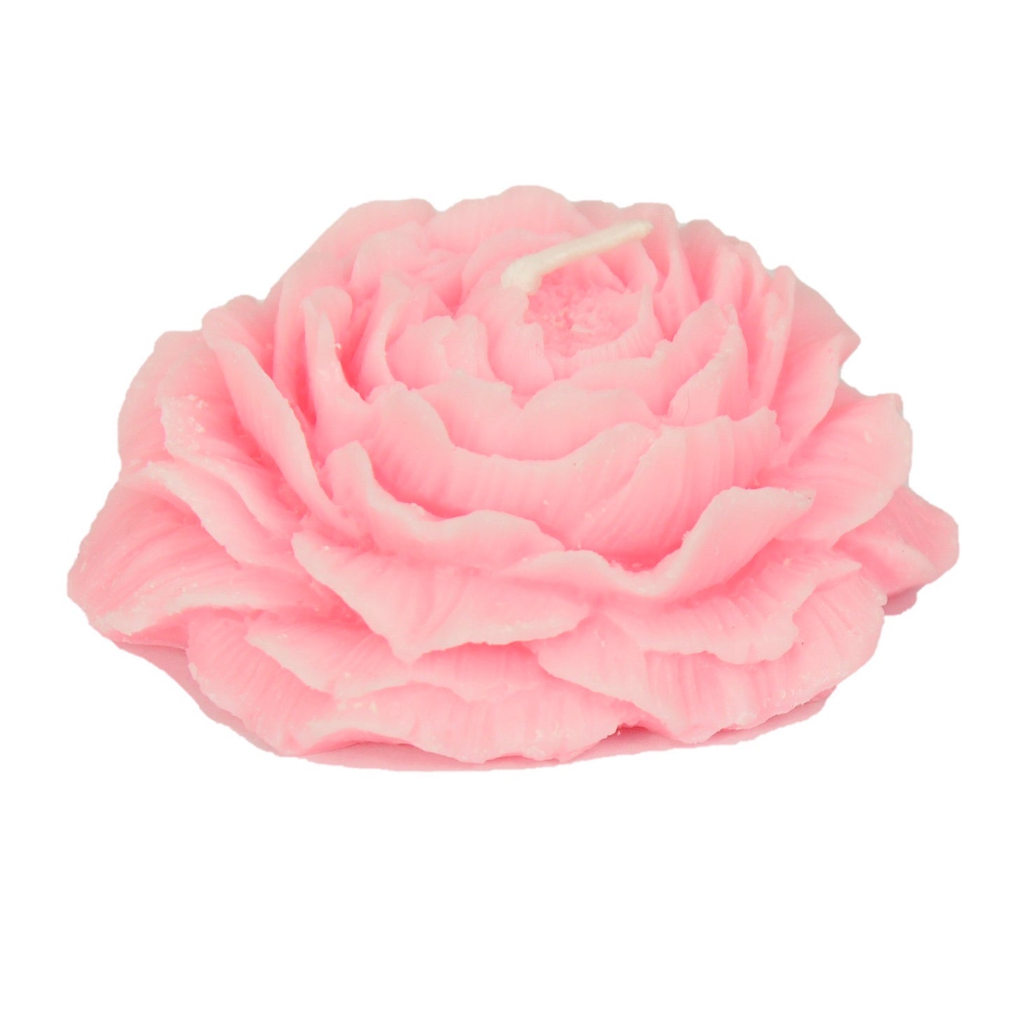 Opened Damask rose