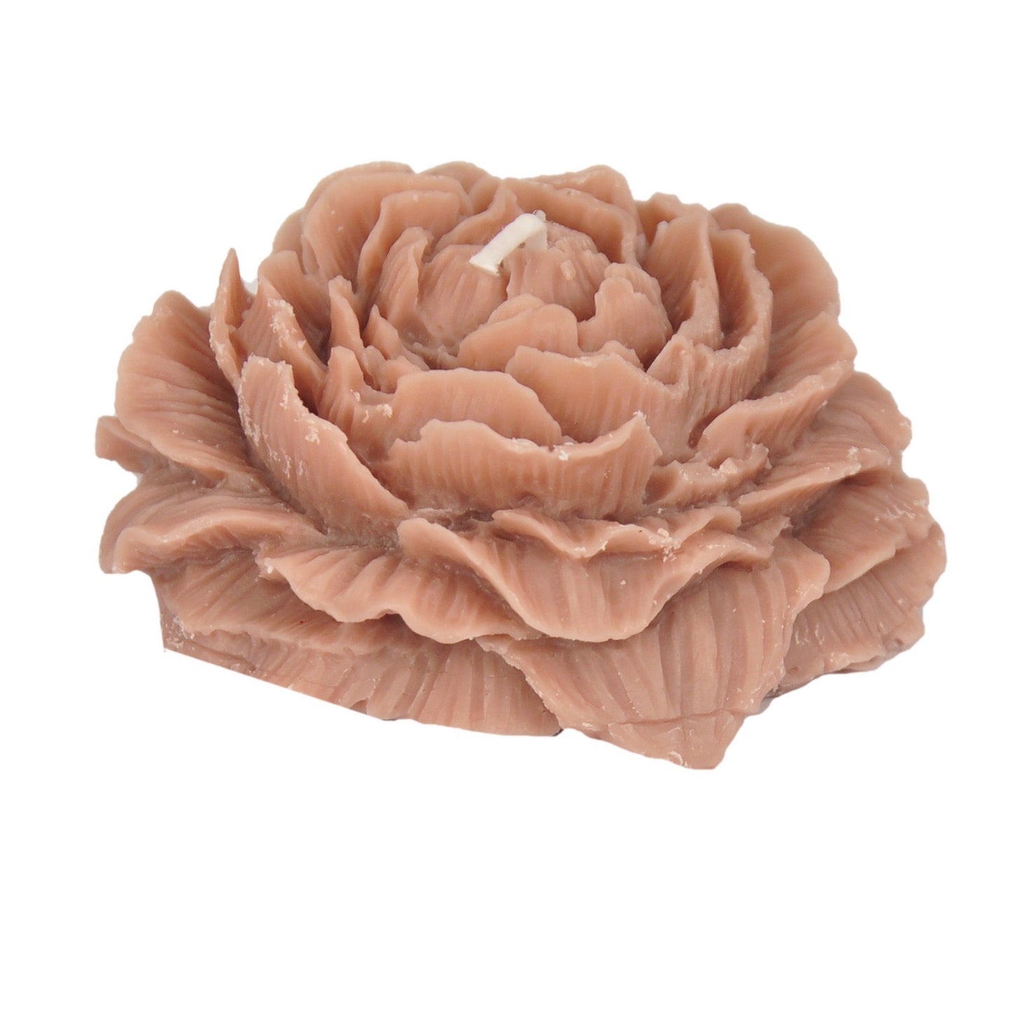 Opened Damask rose