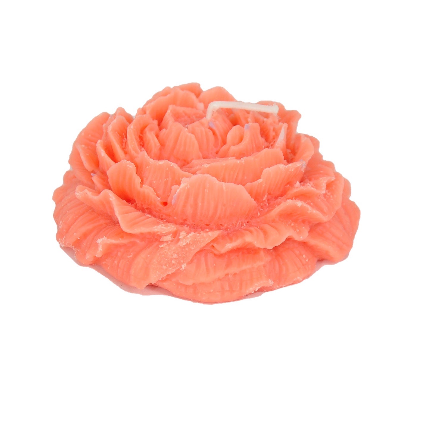 Opened Damask rose