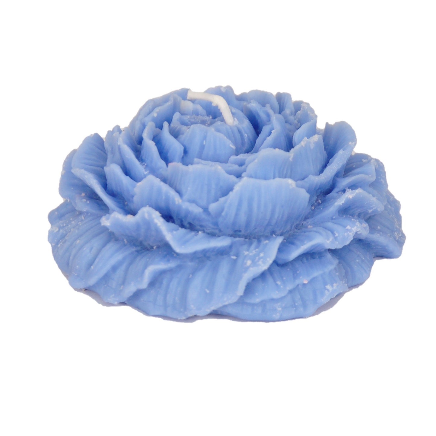 Opened Damask rose